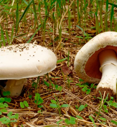 Agaricus campestris o champiñón silvestre Agaricus campestris o champiñón silvestre