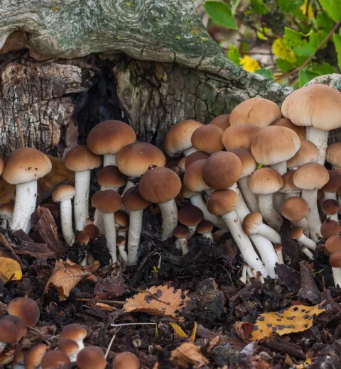 Agrocybe aegerita o seta de chopo Agrocybe aegerita o seta de chopo