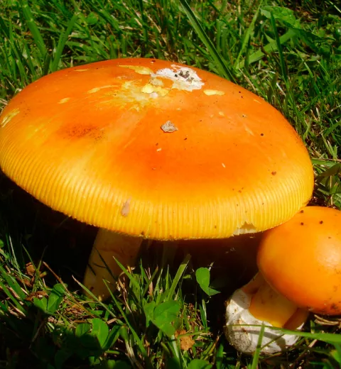 Amanita caesarea u oronja Amanita caesarea u oronja