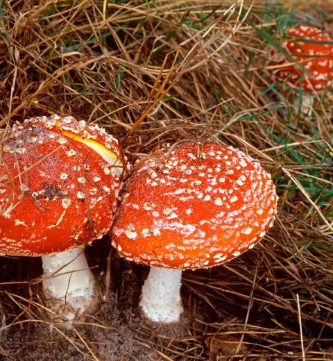 Amanita muscaria Amanita muscaria