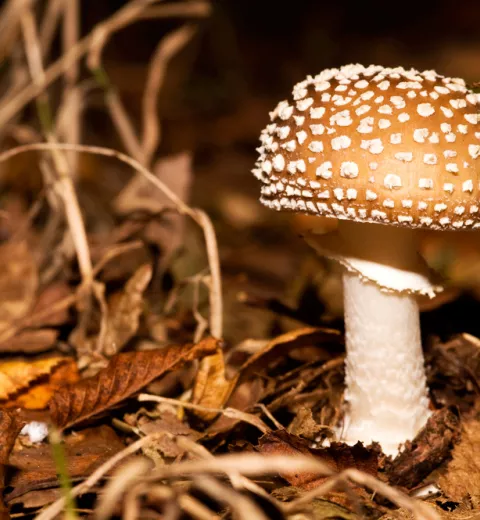 Amanita Pantherina Amanita Pantherina