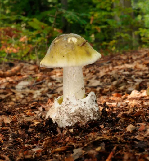 Amanita Phalloides Amanita Phalloides