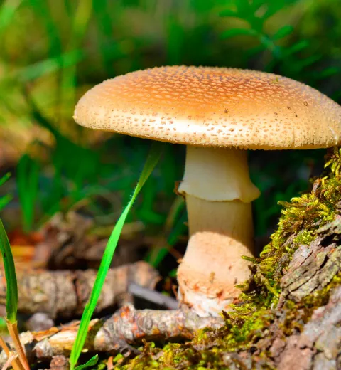 Amanita Rubescens Amanita Rubescens