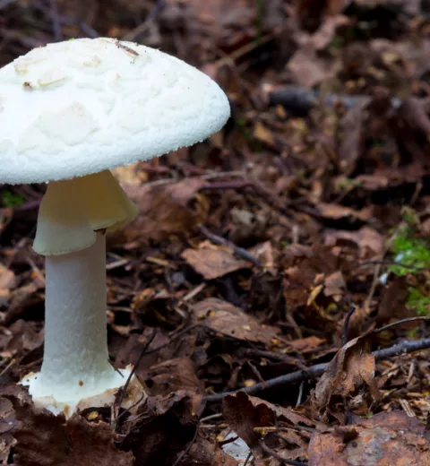 Amanita Verna Amanita Verna