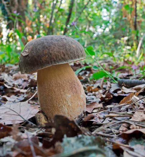 Boletus aereus u hongo bronceado Boletus aereus u hongo bronceado
