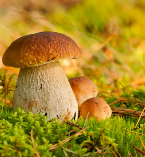 Boletus edulis u hongo comestible Boletus edulis u hongo comestible