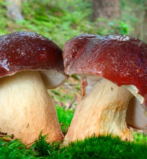 Boletus pinophilus o boleto de pino Boletus pinophilus o boleto de pino