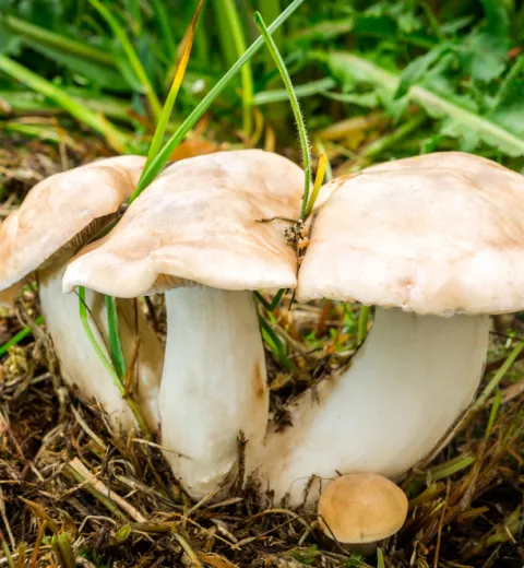 Calocybe gambosa o seta de carrerilla Calocybe gambosa o seta de carrerilla