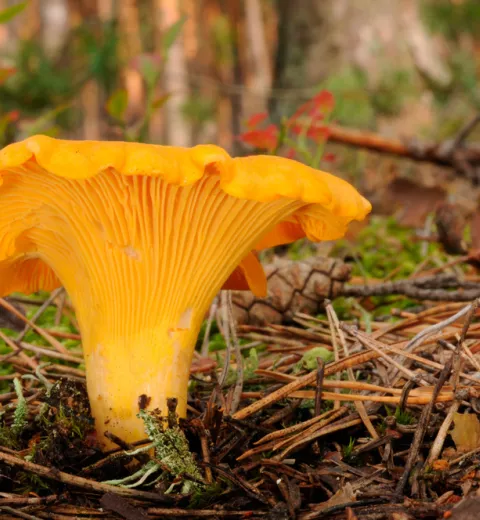 Cantharellus cibarius o rebozuelo Cantharellus cibarius o rebozuelo