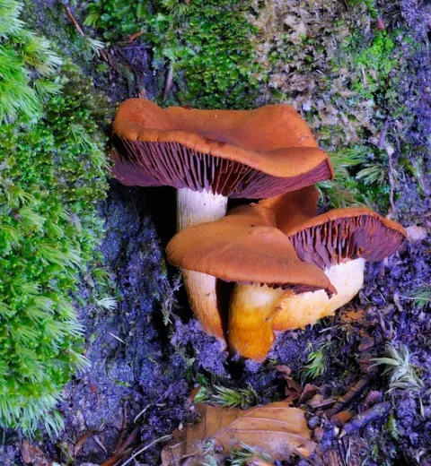 Cortinarius orellanus Cortinarius orellanus