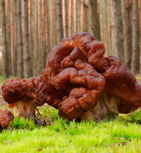 Gyromitra Esculenta Gyromitra Esculenta