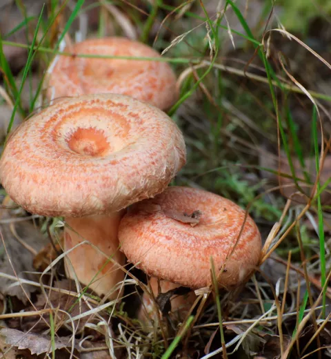 Lactarius deliciosus o níscalo o rovellón Lactarius deliciosus o níscalo o rovellón