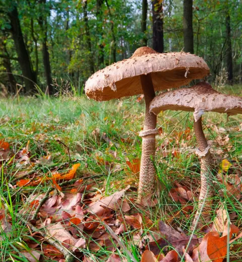 Macrolepiota procera o apagador Macrolepiota procera o apagador