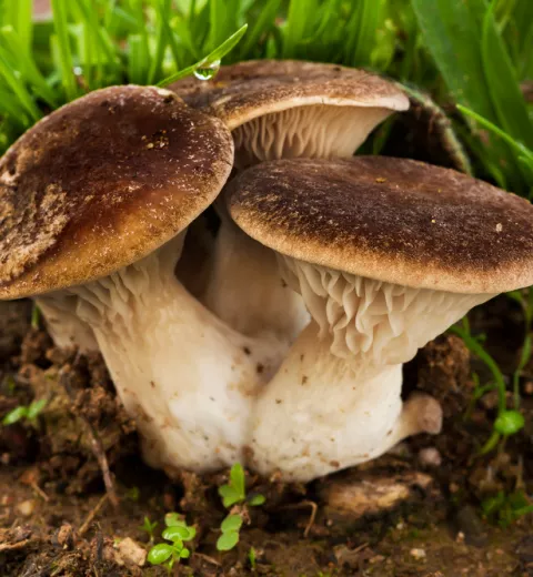 Pleurotus eryngii o seta de cardo Pleurotus eryngii o seta de cardo