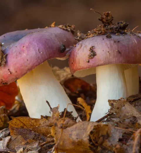 Russula cyanoxantha o carbonera Russula cyanoxantha o carbonera