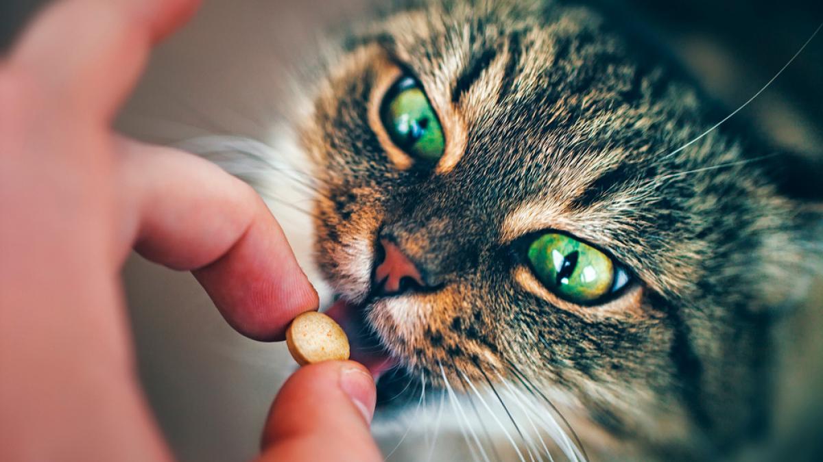 de la alergia en mascotas y consejos para sus dueños