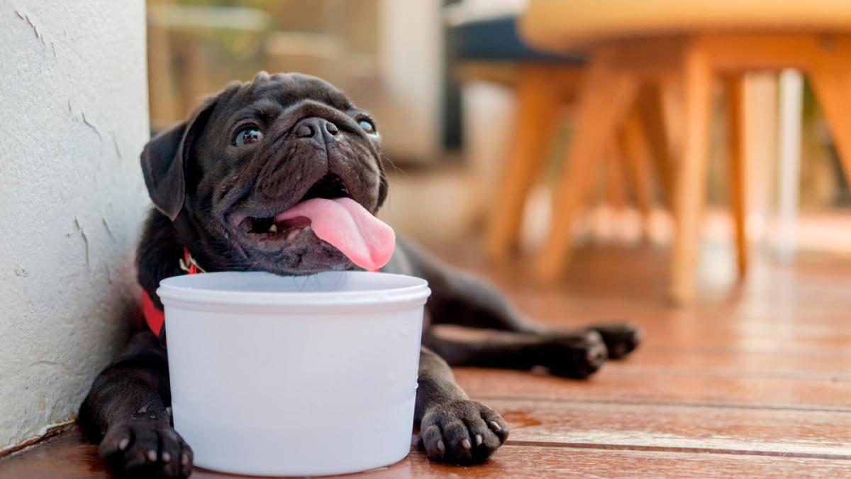 Salida Médico Agnes Gray Deshidratación en el perro: causas, síntomas y qué hacer