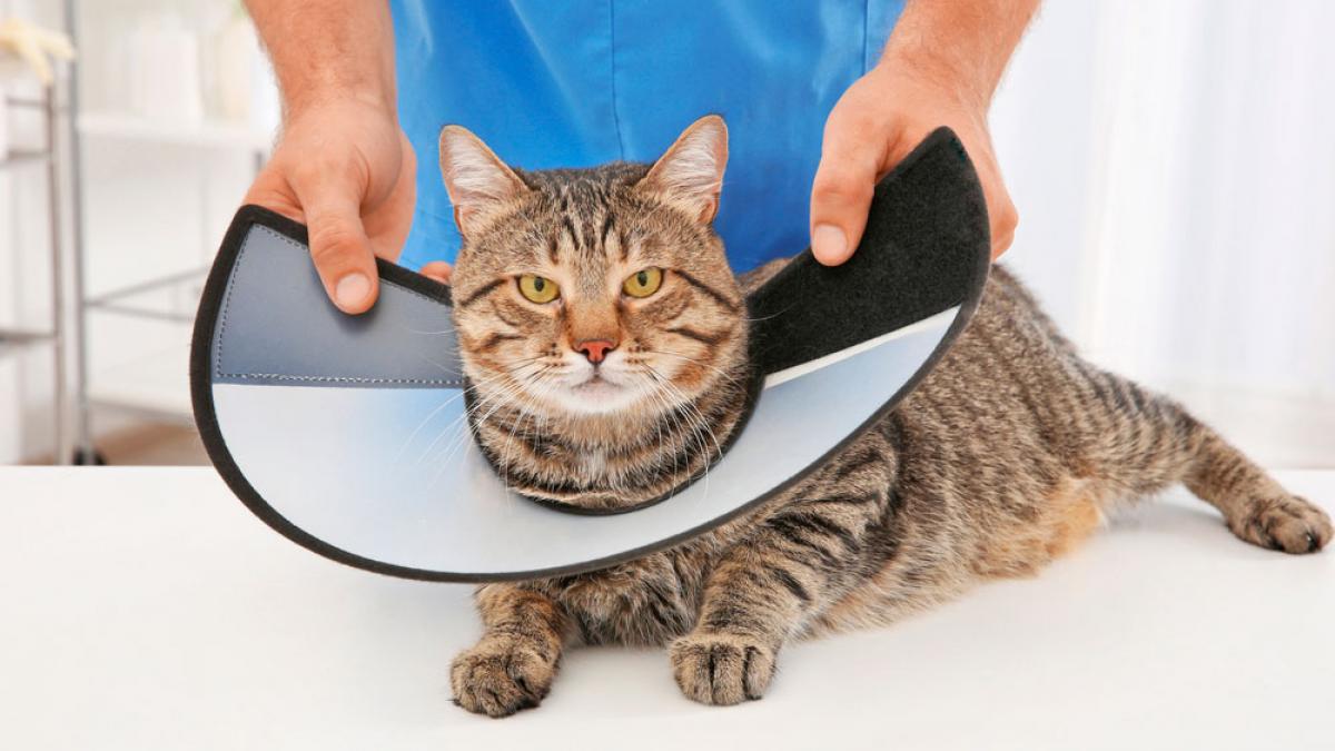 Escrutinio Ambiguo Contratación Cómo usar el collar isabelino para evitar molestias al perro o gato