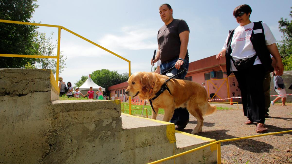 Cómo entrena perro de asistencia - Educación animal