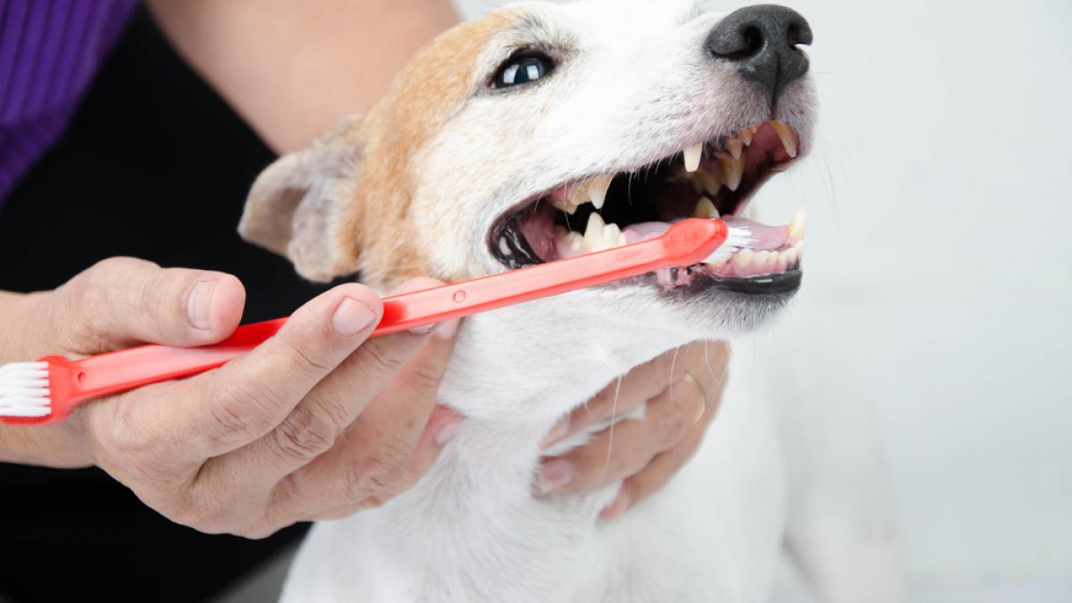 organizar Patético Extranjero Cómo limpiar y cepillar los dientes a nuestro perro