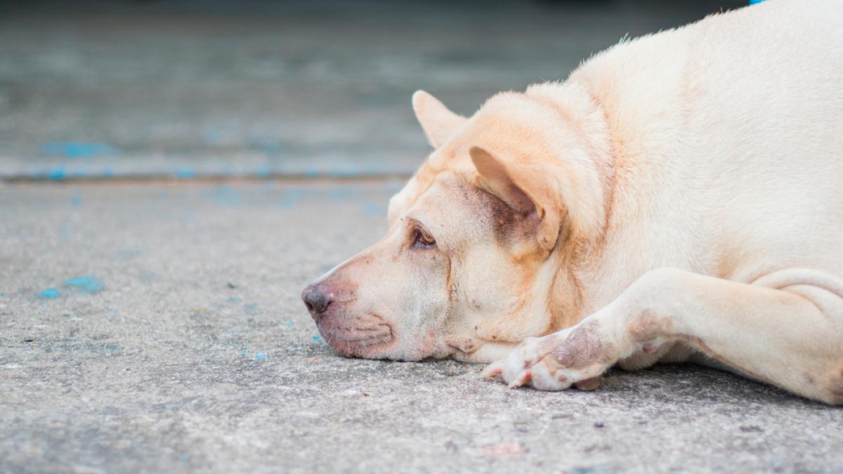 Aplicando compensación explorar Complicaciones de la diabetes canina - Salud de la mascota