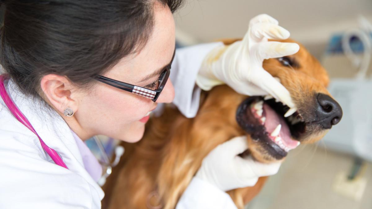 Consecuencias de una deficiente higiene dental en el perro