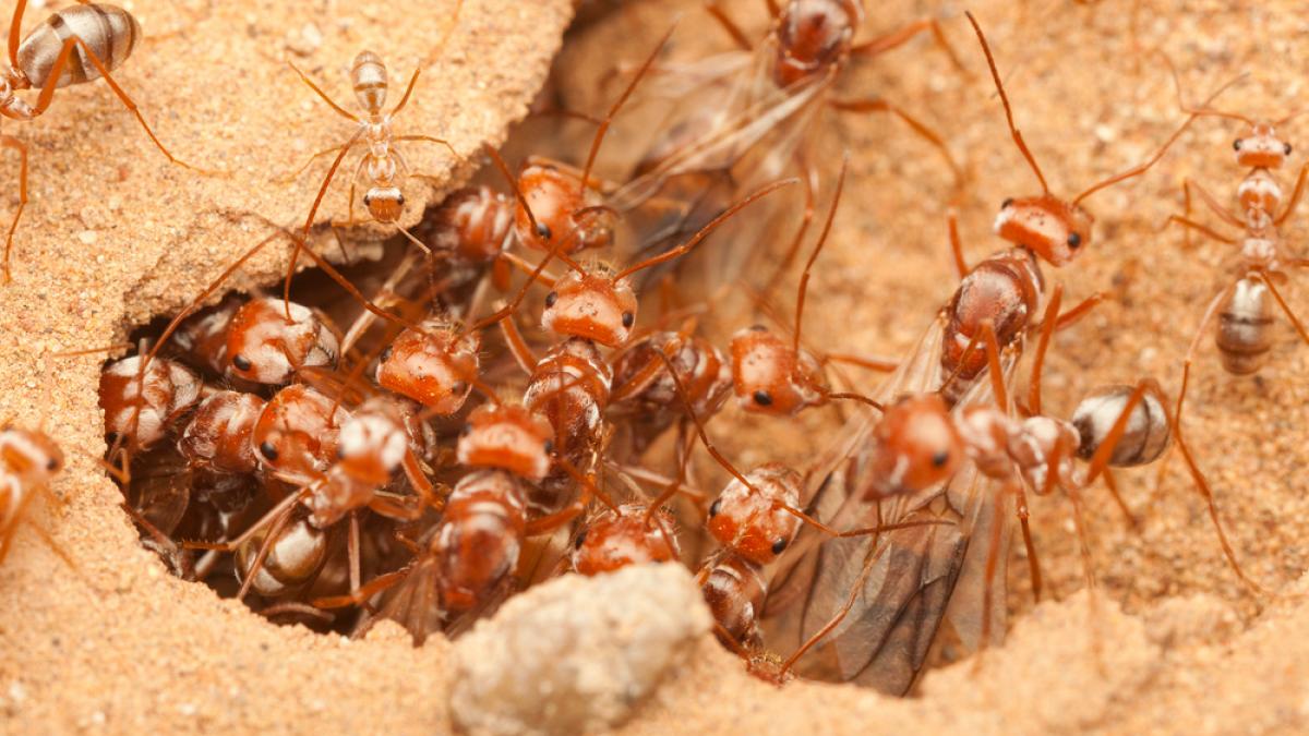 Liukouu Granja de Hormigas, Insecto Hormiguero Nido Granja