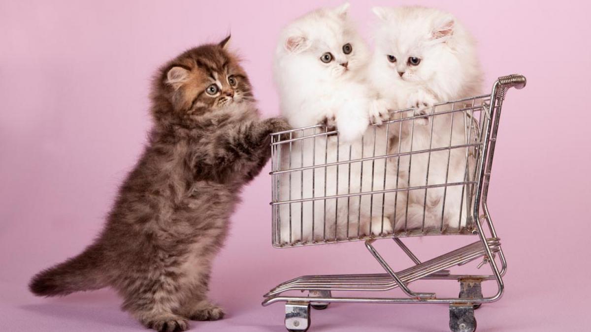 Consejos la compra de persa - Mascotas