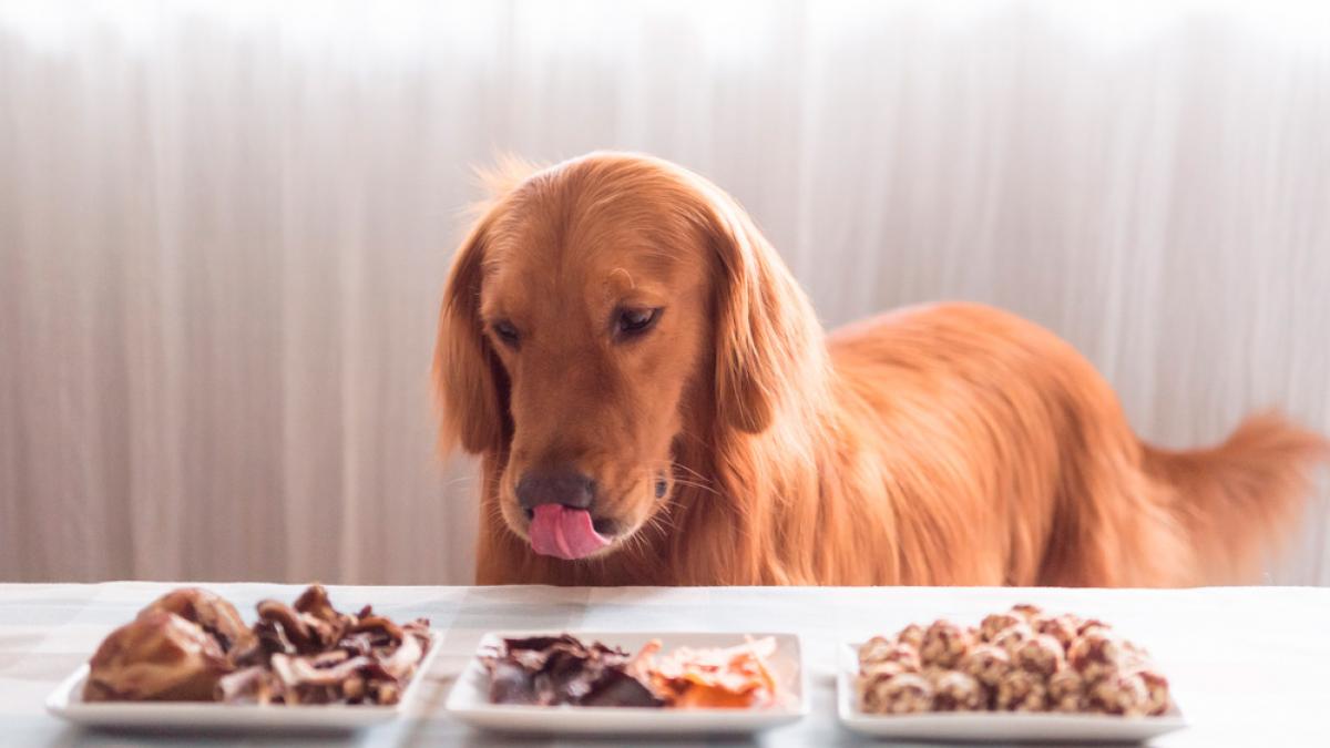 Alimentos indicados en la dieta del perro anciano