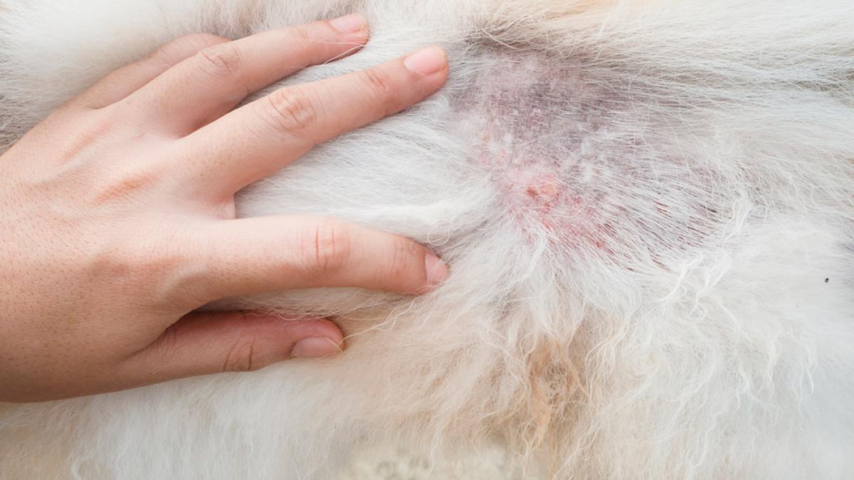 Química básico apoyo Lesiones dermatológicas en perros: síntomas y diagnóstico