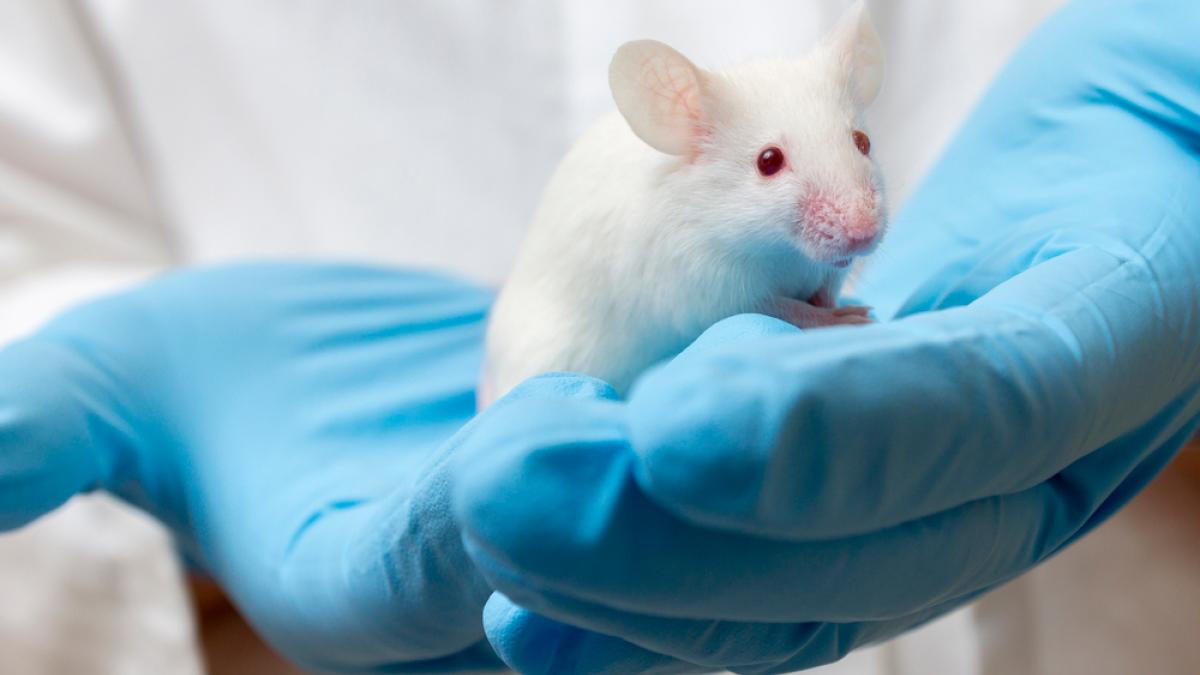 . ola Sin cabeza Por qué se utilizan ratones en el laboratorio? - Curiosidades