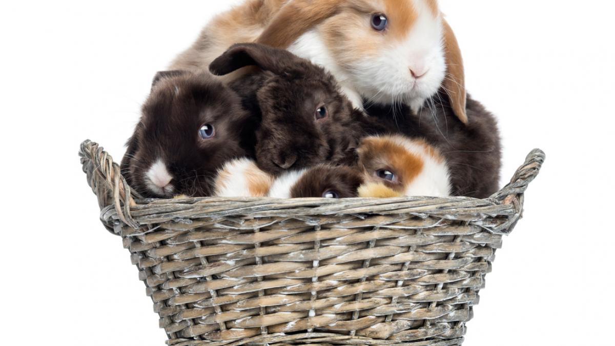 Salud y reproducción del conejo Belier - Mascotas