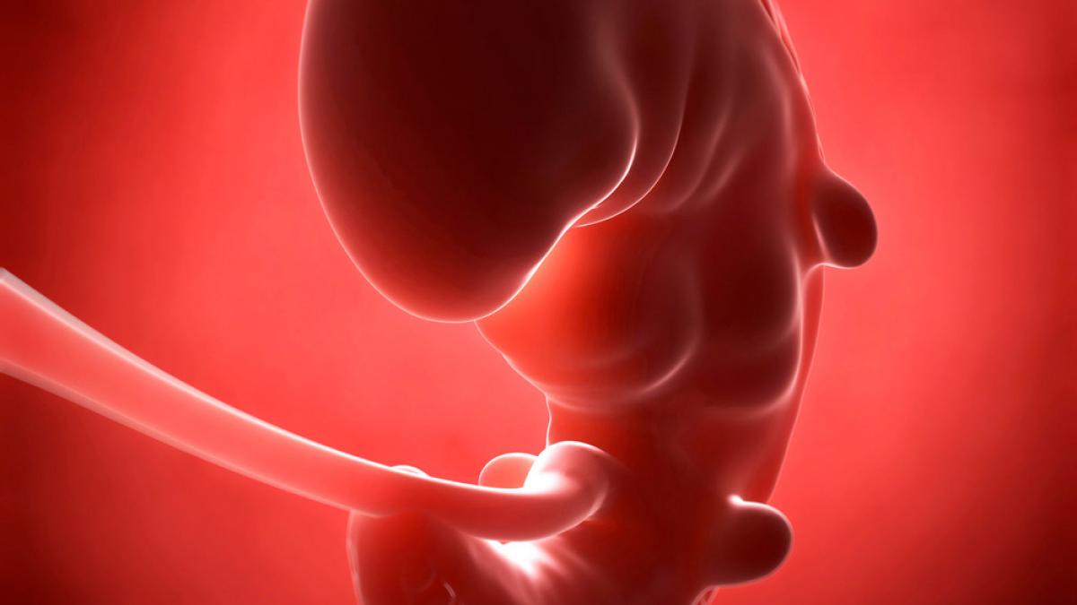 Redada Partido semilla Semana 2 de embarazo: cambios y síntomas - Primer mes de embarazo