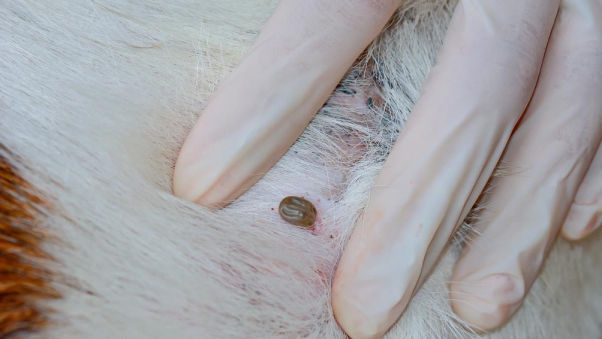 Síntomas de picaduras de garrapata en el perro consecuencias