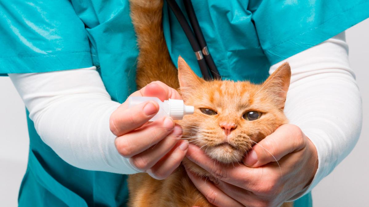 Pescador Político lanza Tratamiento de la conjuntivitis en los gatos: cómo cuidar sus ojos
