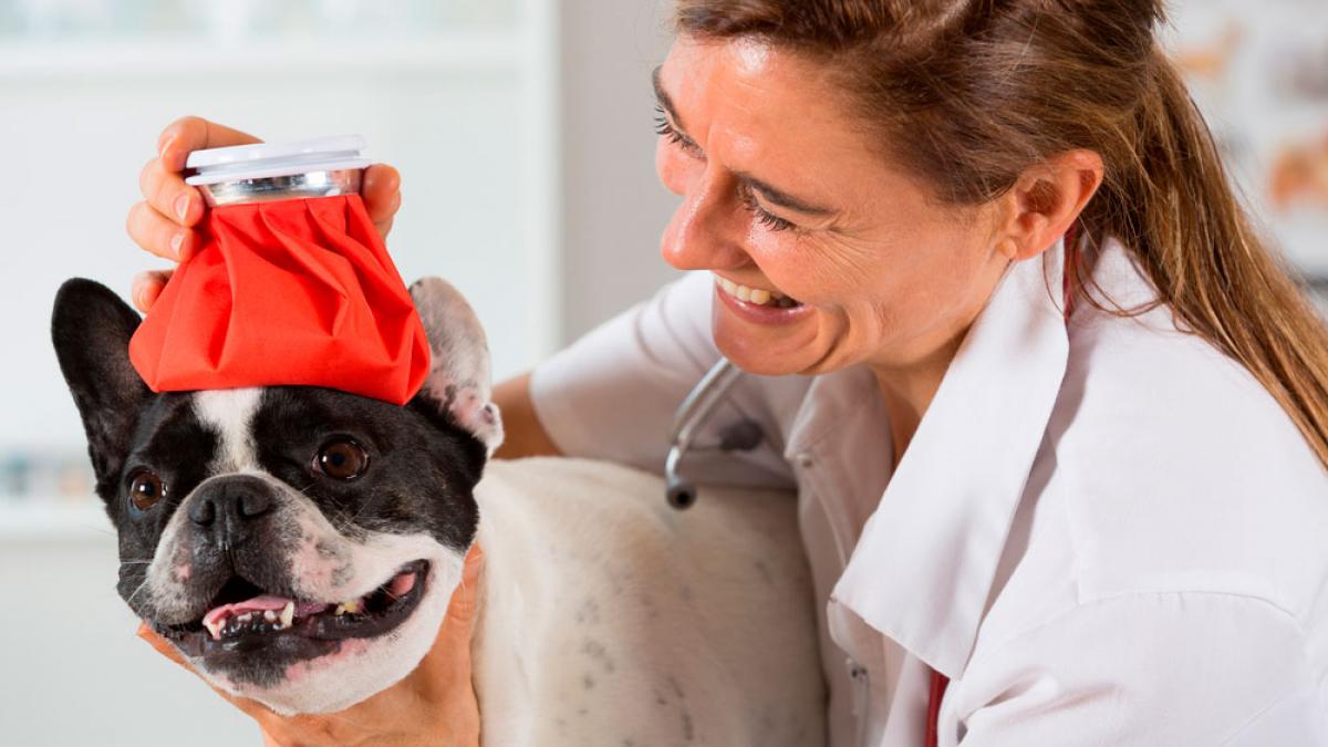 Tratamiento cuidados perro con tos las perreras