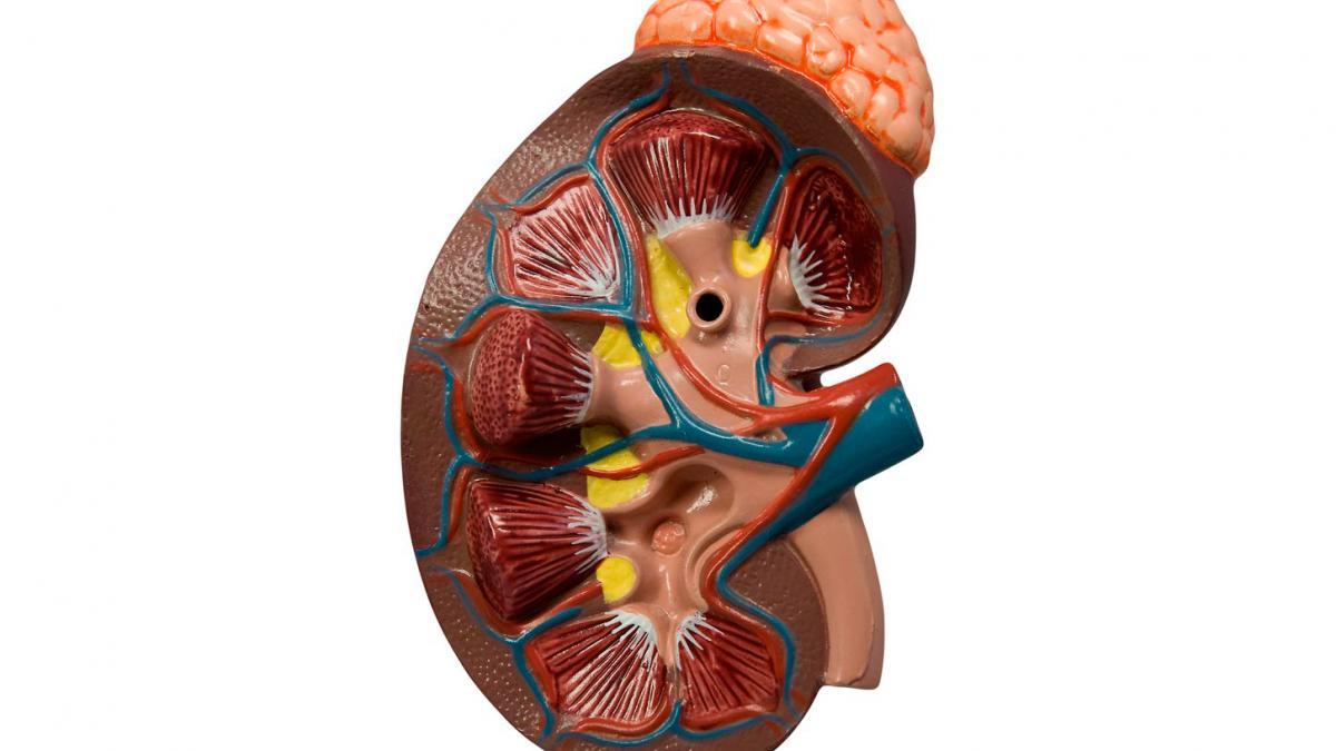 Causas y tipos de diabetes insípida