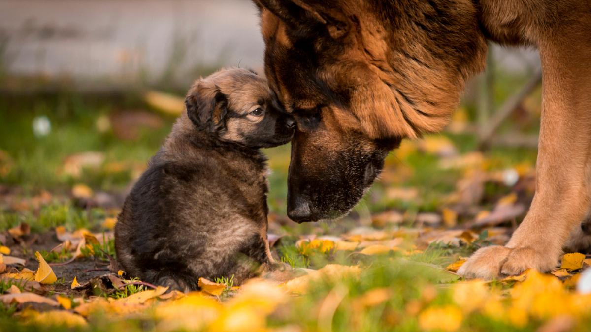cuánto tiempo puede aguantar la vejiga un cachorro de pastor alemán