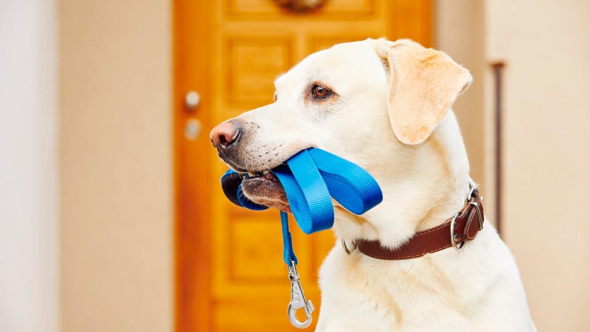 que tipo de correa para perro es mejor