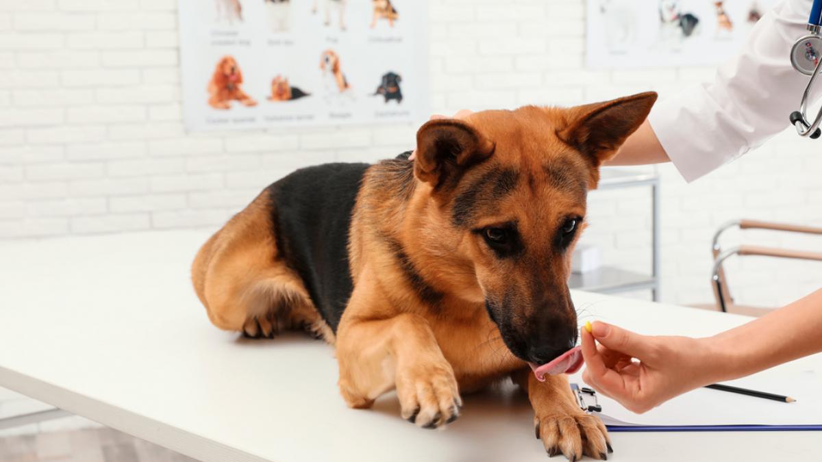 contar hasta Nebu Deudor Tratamiento de la epilepsia en el perro y recomendaciones