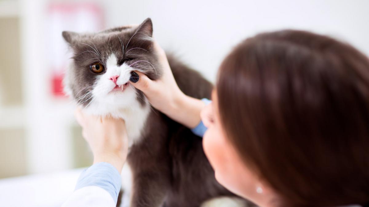 Cómo la gingivitis felina: tratamiento cuidados del gato