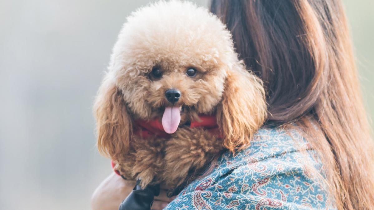 Caniche toy dog new arrivals
