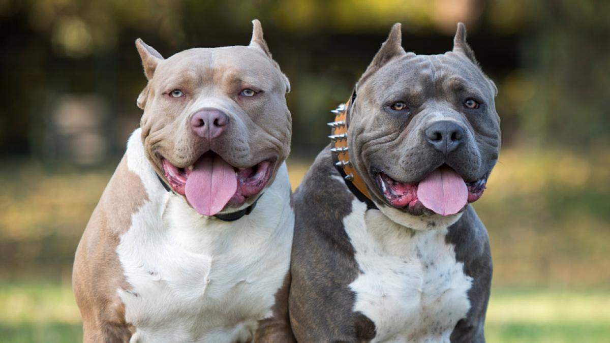 a z nombres de razas de perros