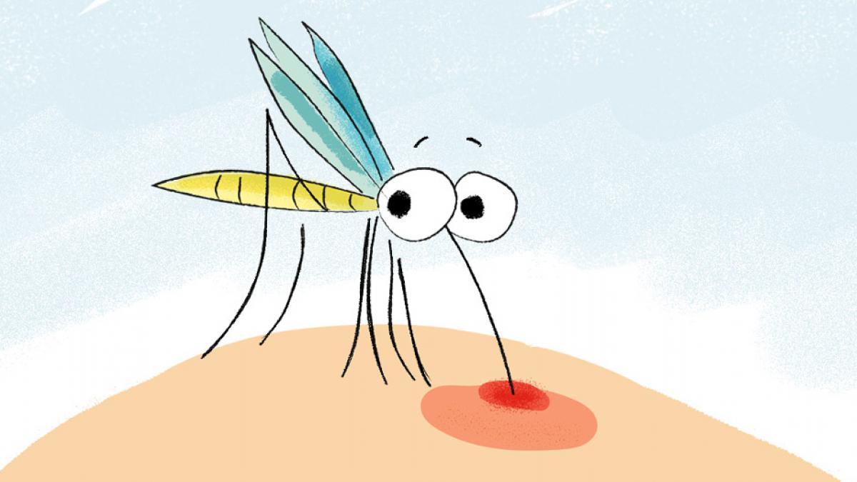 exposición Shipley difícil Por qué te pican los mosquitos y cómo evitarlo