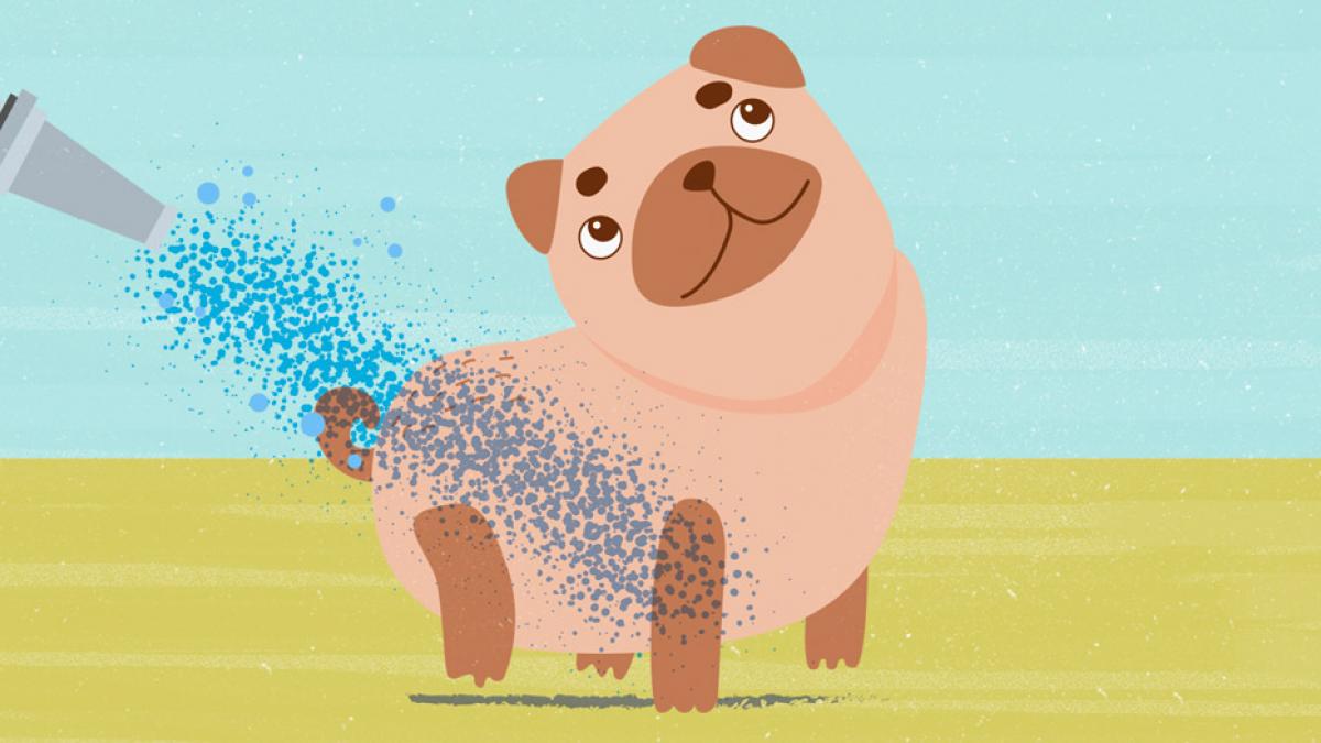 Cómo refrescar a tu perro en verano para que no pase calor Cómo refrescar a tu perro en verano para que no pase calor