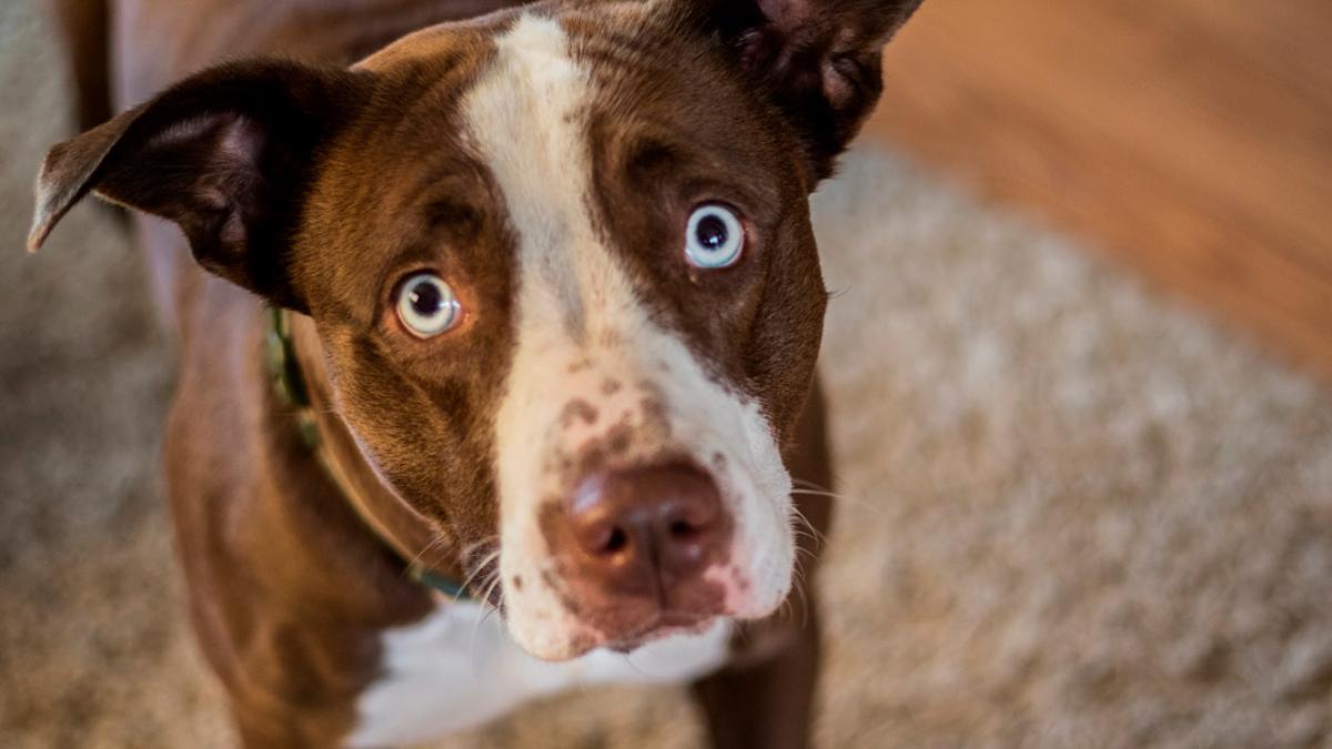 cómo mantener a un perro tranquilo cuando te vas