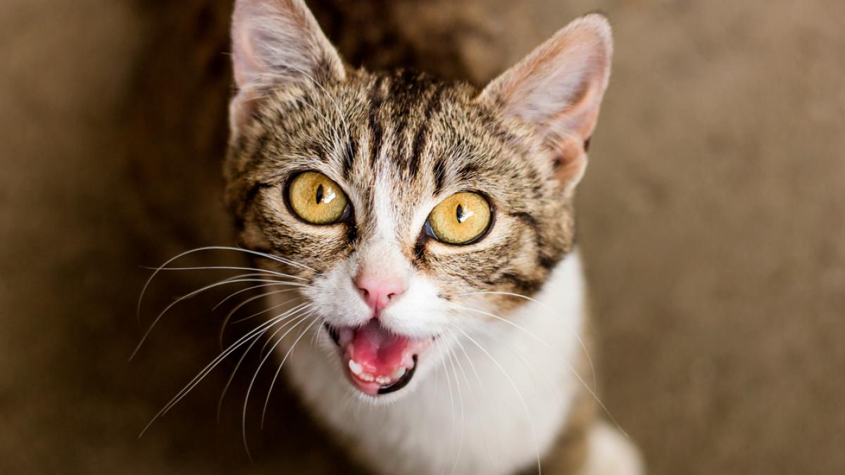 Tu gato maúlla demasiado, ¿a qué debe y qué hacer?