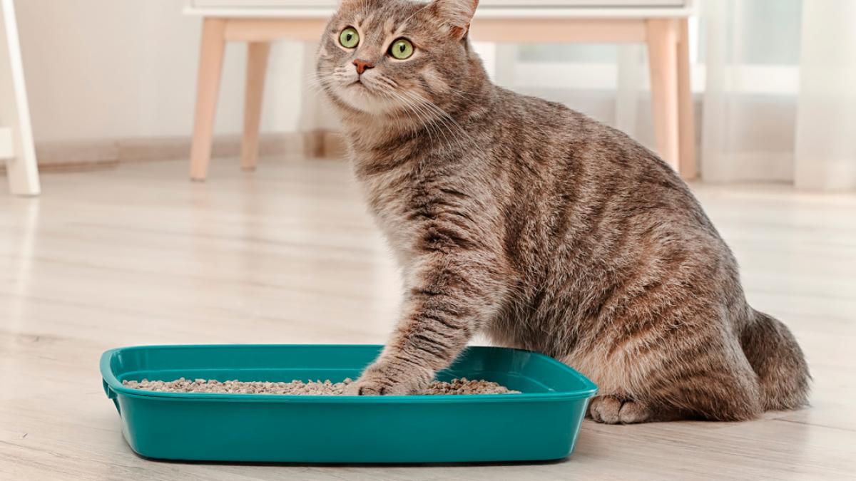 En necesidad de raqueta Comparar Caja de arena para gatos, cómo combatir su mal olor
