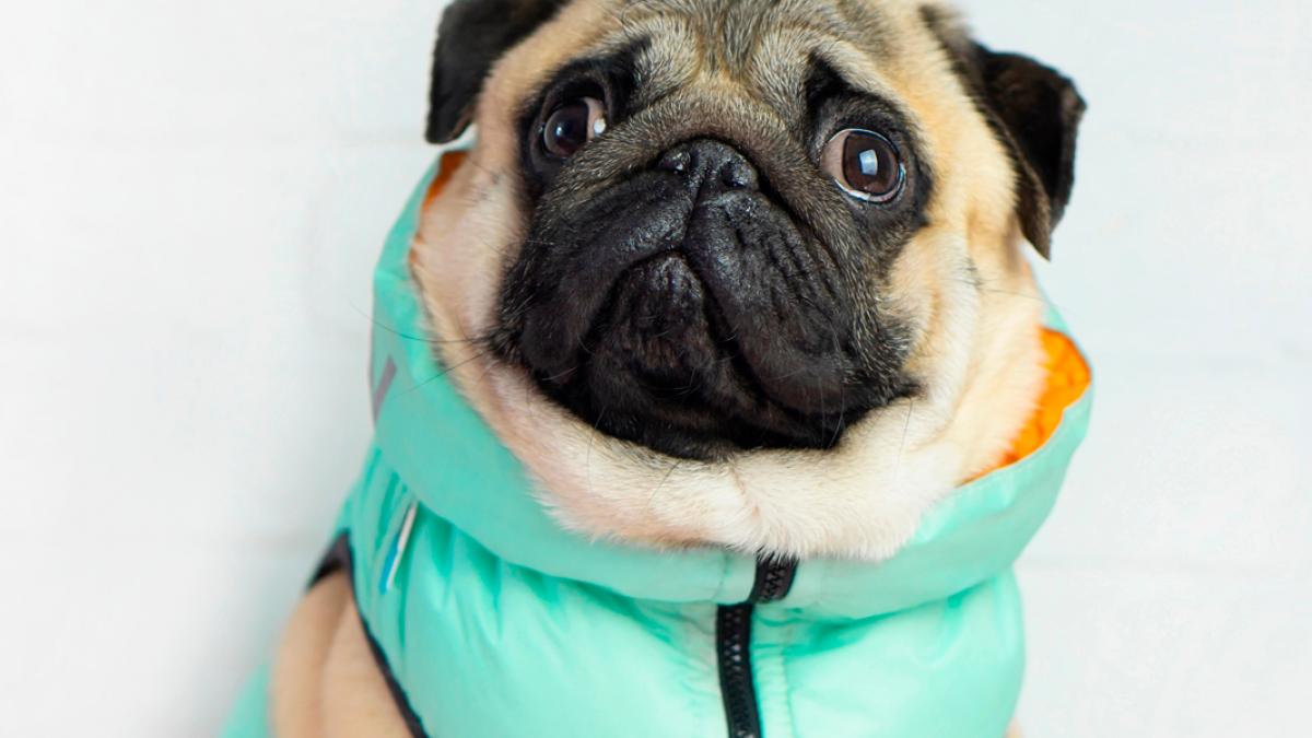 Vestir a tu mascota: pros contras, y cuándo hacerlo
