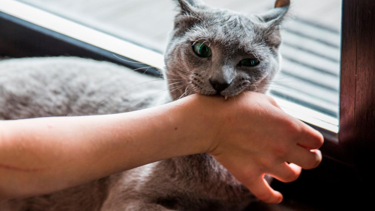 Mordeduras de animales, tipos, consecuencias y actuar
